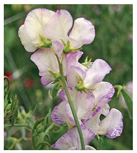 Top 10 Sweet Pea Seeds For Planting Flower Plants And Seeds Lowerover