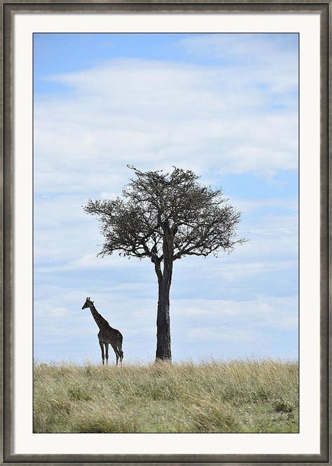 Giraffe And Tree Framed Print By Marta Kazmierska Tree Canvas Canvas