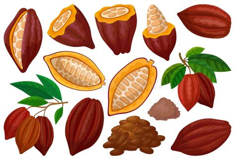 Grano De Cacao Aislado Dibujos Animados Icono Vector Ilustración Fruta