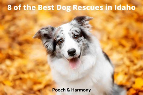 8 Of The Best Dog Rescues In Idaho Pooch And Harmony