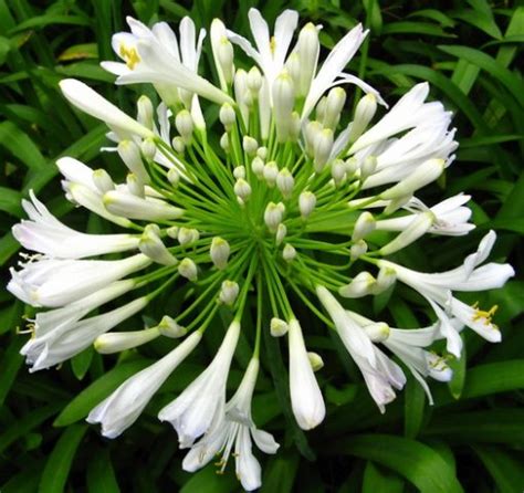They are among several groups of plants known in english as marigolds. Agapanthus Putih (White African Lily)