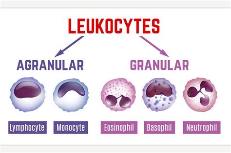 Leukocytes Scheme Image Medical Laboratory Science Basic Anatomy And