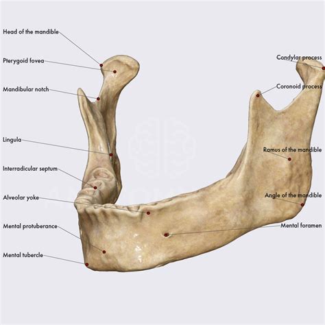 Mandible Skull Head And Neck Anatomyapp Learn Anatomy 3d