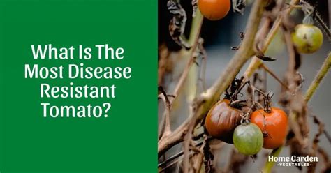 17 Best Disease Resistant Tomato Varieties Home Garden Vegetables