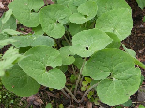 100 Wild Ginger Plants Bare Roots Asarum Canadense Organic Planting