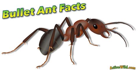 Bullet ant — 24 stunden ameise 24 stunden ameise (paraponera clavata) systematik klasse ant (producer) — ant performing with atmosphere at outside lands festival, 2009 ant is a hip hop. Bullet Ant Facts For Kids & Adults: Pictures, Information ...