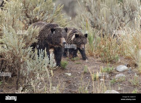Female Grizzly Bear Brown Bear With Cub Lamar Valley Yellowstone