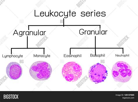 Leukocyte Serieswhite Blood Cells Image And Photo Bigstock