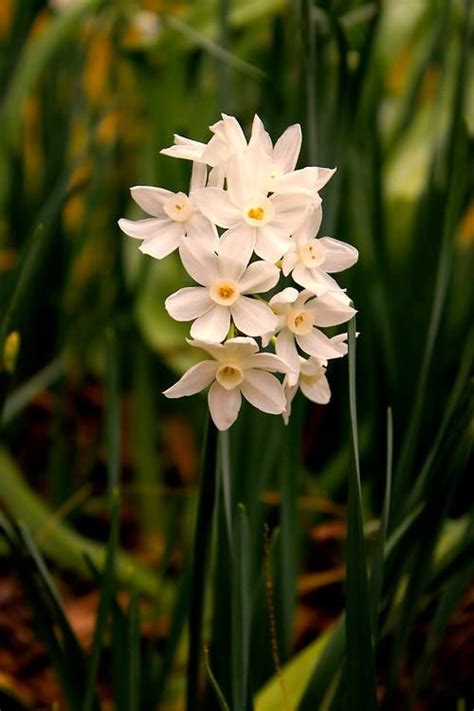 Ornamental bulbous plants, often called ornamental bulbs or just bulbs in gardening and horticulture, are herbaceous perennials grown for ornamental purposes, which have underground or near ground storage organs. white flower from bulb | White flowers, Flower photos ...