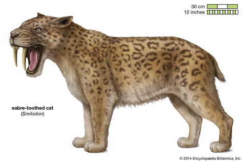 Sabre Toothed Cat Size Extinction And Facts Britannica