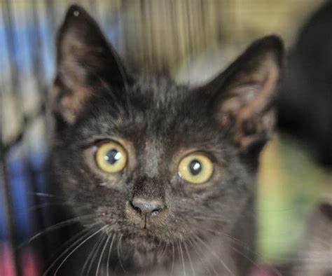 See reviews, photos, directions, phone numbers and more for the best animal shelters in dothan, al. Dothan Animal Shelter Adoptable Pets - Pet Service ...