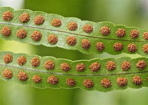 The Under Side Of A Fern Sporophyll Fertile Leaf In Most Ferns The