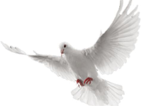 Clip Art Doves Flying Png Flying White Dove Png Free Transparent