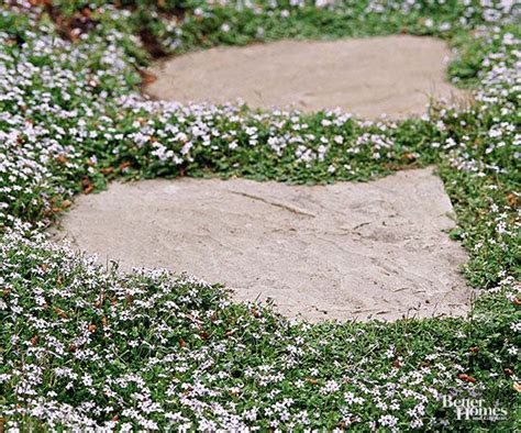 Walkable Groundcovers Better Homes And Gardens