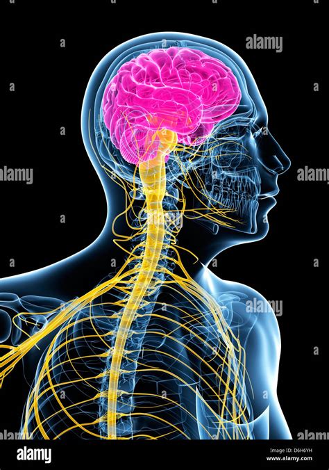 Central Nervous System Head Stock Photos And Central Nervous System Head