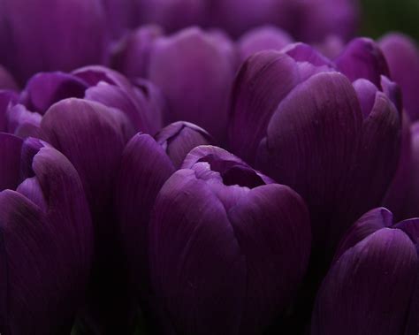 Purple Tulips Desktop Wallpapers 1280x1024