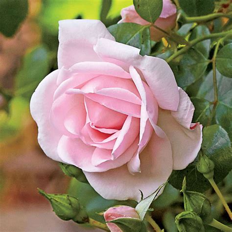Our Favorite Climbing Roses Southern Living