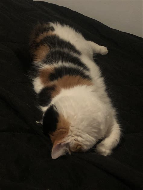 My Silly Calico Catching Some Face Plant Zzzs Rcatfaceplant