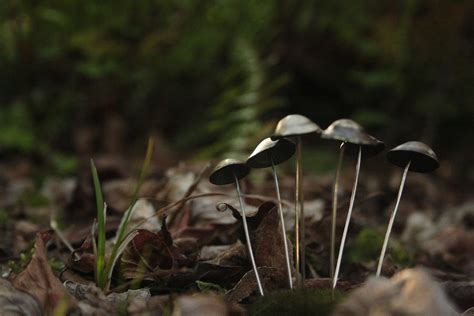 Mushroom Pins On Behance