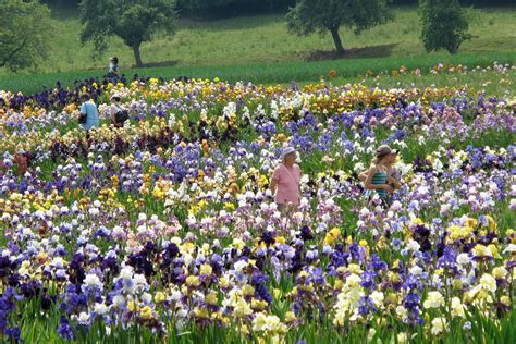 Love Nature Dont Miss These Spring Flower Tours In Switzerland