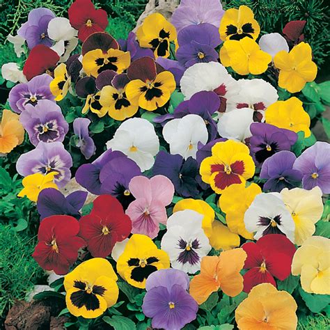 This species of lavender is a popular and traditional plant in the uk and often used for compact hedges in contemporary design or conventional cottage displays. Pansy (Winter) D.T. Brown Special Mix F1 |D. T. Brown ...