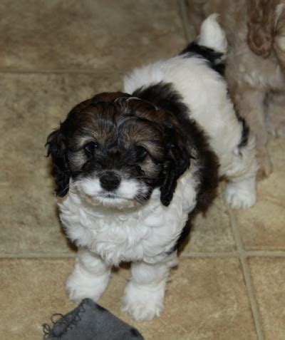 Gorgeous Tricolor Cockapoo Puppy Curious Puppies