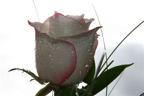 Weiße Rose Foto And Bild Archiv Projekte Naturchannel Blumen Für Die