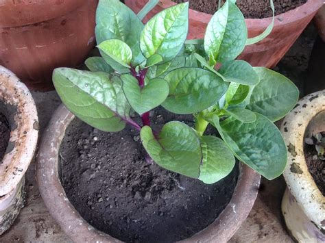 The garden should be watered in the morning so that the foliage. Plants Growing In My Potted Garden.: Growing Malabar ...