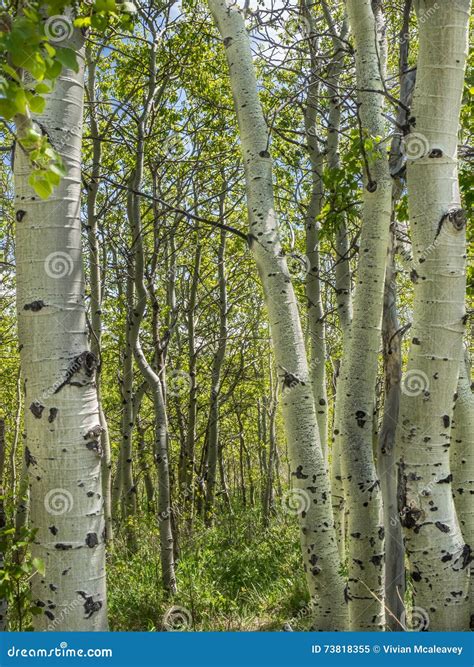 Aspen Tree Trunks In Spring Stock Image Image Of Woods Spring 73818355