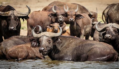 Interesting Facts About African Buffalo