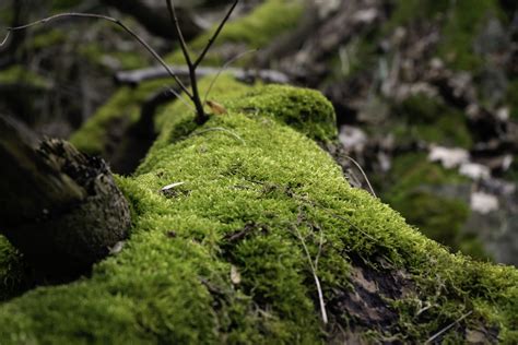 Moss Covered Tree Trunk Free Photo Download By