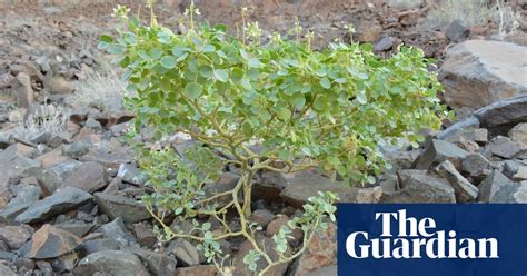 New Plant Species Discovered In 2015 In Pictures Environment The