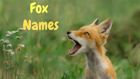 Top 100 Cute Fox Names Male And Female Petpress