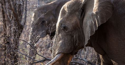 More Than 100000 African Elephants Killed For Ivory In A Decade