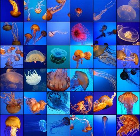 Jellyfish Facts Science And Technology Amino