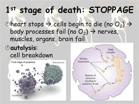 More definitions, origin and scrabble points PPT - Death: Meaning, Manner, Mechanism, Cause, Time ...