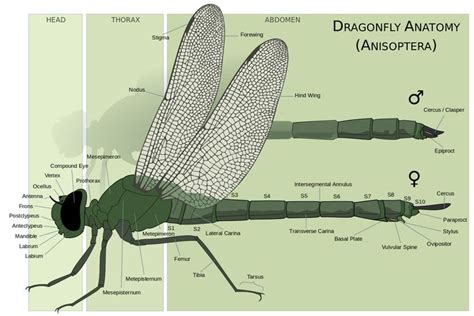 Filedragonfly Anatomysvg Dragonfly Anatomy Dragonfly Damselfly