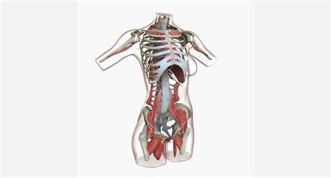 3d viewer is not available. Female Torso Muscle Anatomy 3D Model