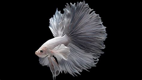 It is usually solid white with absolutely no pigmentation. Albino Betta Fish Picture 2 of 20 in HD with 1920x1080 ...