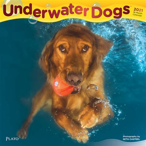 Underwater Dogs 2021 Square Wall Calendar By Plato Plato Calendars