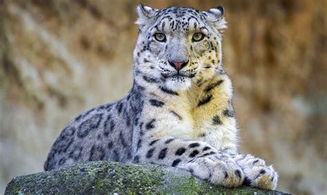 Snow Leopard Full Hd 2956x1772 Endangered Animals Wild Cats Animals