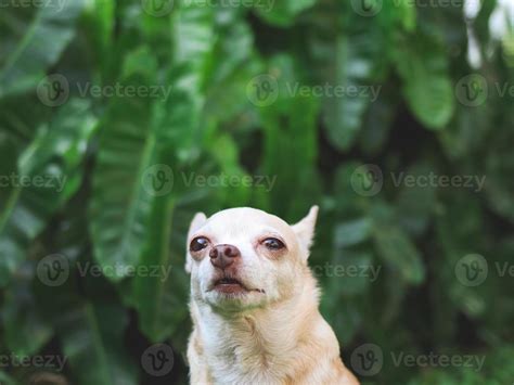 Sad Chihuahua Dog Sitting On Green Grass In The Garden Crying With