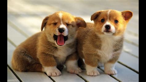 Best Of Cute And Funniest Corgi Puppies Videos Compilation