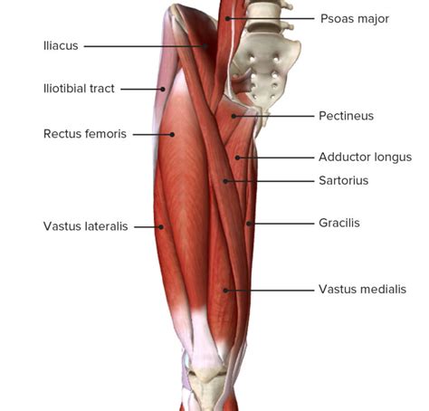 Muscles Of The Anterior Thigh Quadriceps Teachmeanatomy Images