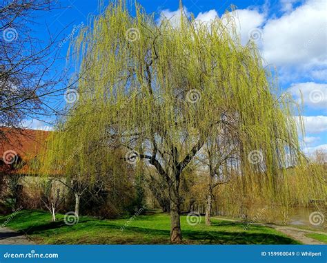 A Weeping Willow Tree An Ornamental Tree For Gardens And Parks Stock Image Image Of Willow