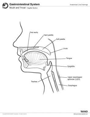 Throat Anatomy Overview Gross Anatomy Microscopic Anatomy