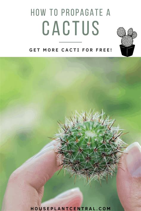 How To Propagate A Cactus 4 Easy Steps Houseplant Central