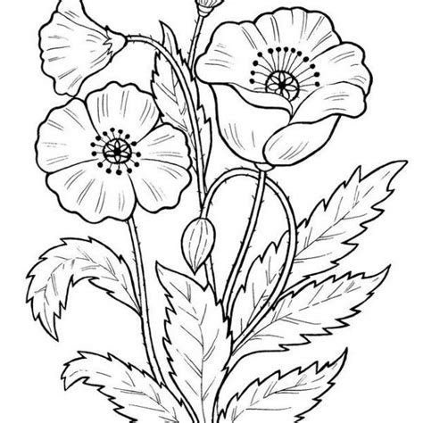 Amapolas Para Colorear Embroidery Flowers Pattern Drawings Pattern