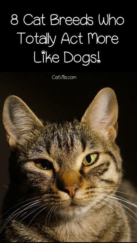 8 Breeds Of Cats That Act Like Dogs