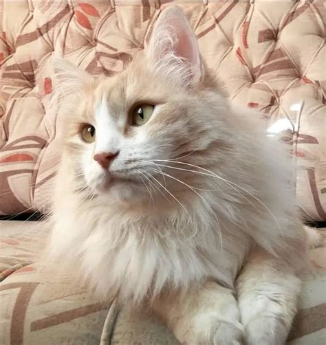 38 Best Cream Colored Cat Names The Paws